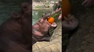 HIPPOS EATING PUMPKIN