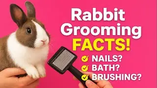 🥶&ldquo;Rabbit Grooming 🐇 Full Guide | 10 Min Me Pure Cleaning!&rdquo;