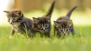 Favorite little friends #kittens#puppies#cute animals#fluffy animals