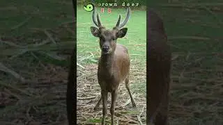 Philippine Brown Deer - Episode 36 | The Elusive Deer of the Philippines