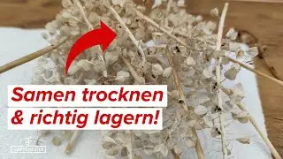 Samen ernten, trocknen und lagern - So einfach kann es sein - Darauf musst du achten!