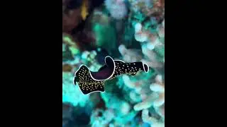 Underwater Beauty