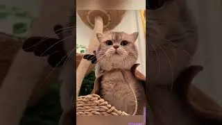 FUNNIEST CAT MOMENTS COLLECTION - PART 204