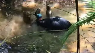 The Australian wildlife impacted by the 2018-19 heatwave