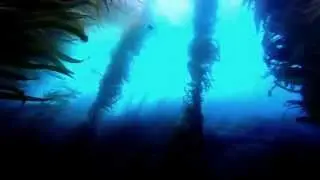 Macrocystis pyrifera (Giant Kelp) Aboard the Conception- Truth Aquatics