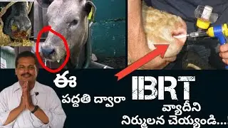 HOMEO REMEDIES FOR( INFECTIOUS BOVINE RHINO TRACHEITS) IBRT
