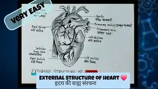 Heart Diagram Drawing Easy with hindi & English Labeled||External Structure||हृदय की बाह्य संरचना❤️