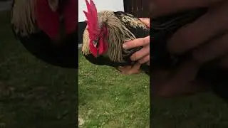 A very gorgeous cock 🐔🍂🥹 from Vejle in Denmark 🇩🇰 #chicken #vejle #farmlife #madonna #usa