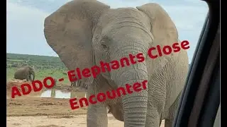 ADDO Elephant Park | Close Encounter!!