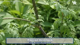 Poison Hemlock