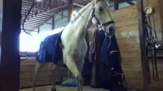 Horse takes a huge piss