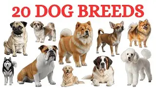 Dog Breeds Name | Types of Dogs in English | German Shepherd, Husky & Pug | Learn Animals