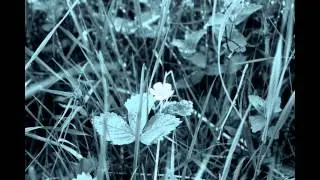 Ville Pohjalainen & Kausemus - Silm&auml;ni n&auml;kiv&auml;t sieluusi