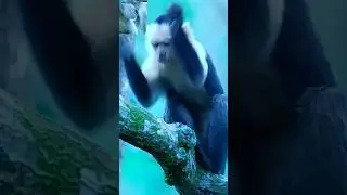 Smart Monkey Cracking A Shell #wildlife #animals