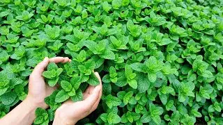 Mint Plant Benefits, Uses, and Facts #videos #mint #mintplant #plantlovers @Plants-World