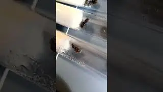 Lasius Myops 2023 07 02