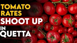 Tomato Prices Skyrocket in Quetta, Residents Urge Government Action