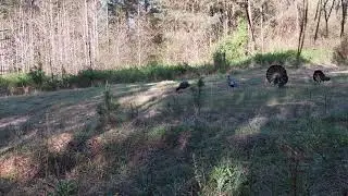 2021 Turkey Hunting