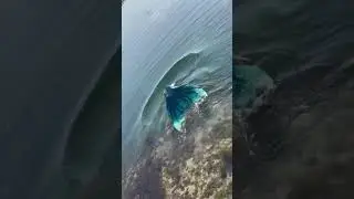 Mermaid in tidal pool #mermaid #merfolk #mermaidvideo