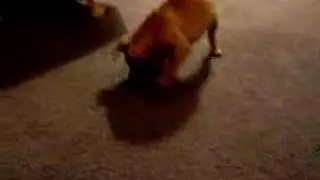 fugly the pug