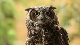 Owl birds #copyright free video #Stock video #stockfootage #istock video