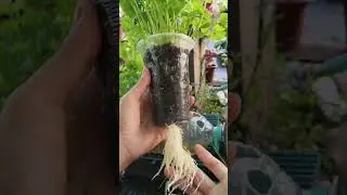 Gardening using discarded plastic containers #garden