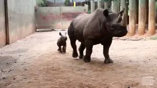 Andazi and Calf Rhino Romp at the Corral
