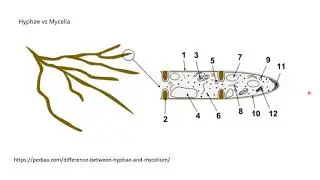 Part 3 Blastospore, True Hyphae and Pseudohyphae