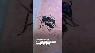 6 Most Dangerous Ants in the World