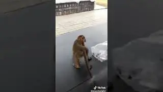 candaan hewan yang bikin ngakaaak