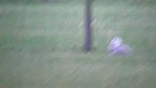 Sneeuwuil - Bubo scandiacus