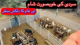 Goat Farming Passion// سردی کی خوبصورت شام اور فارم کا دلکش منظر// Winter Season And Goats Care//