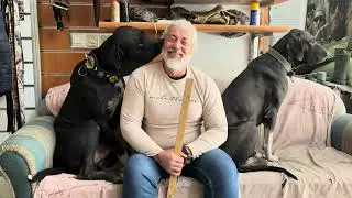 Bully Kutta diye aldık Sokak köpeği ciktilar