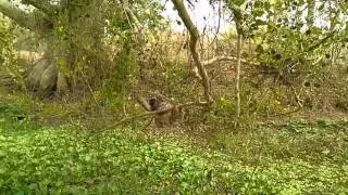 Perico ligero cuidando a su cria