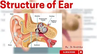 Discover the Intricate Design of the Ear: A Marvel of Sound and Balance! 👂✨ #biology