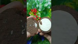 Oreo Biscuit Unboxing & First Look 🍪 #biscuit #testy #shortfeed  #vairal #trending