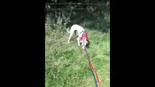 Pet remedy helps nervous dog.