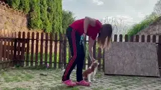 Puppy Socialisation Training - Walking On Leash | Cavalier King Charles Spaniel Puppy Training
