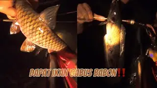 Spearfishing indonesia| dapat hampala, gabus babon dan ikan kecil