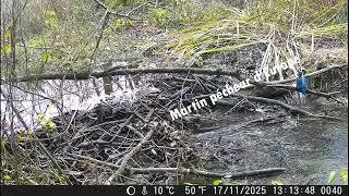 camera de chasse