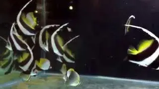 Auriga butterfly and Banner fish schooling