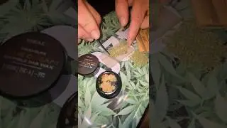Infusing The Soap from JK Distro with Blue dream crumble from Ideal Plus 🔥#shorts #thcareview #420