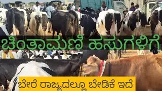 Chintamani Cow Market 2025: Lowest Prices & Best Breeds