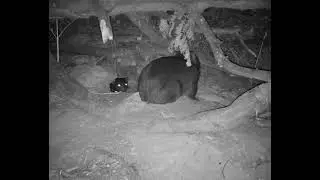 Wombat and Devil Face-Off