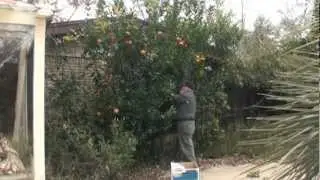 A 3 Minute Citrus Harvest in Florida