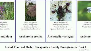 List of Plants of Order Boraginales Family Boraginaceae Part 1 alkanna phacelia anchusa cryptantha