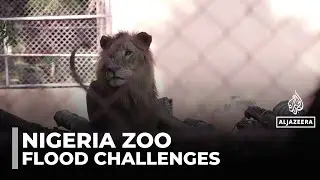 Nigeria's recovering zoo: Enclosure repopulated after losing 60% of its animals