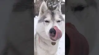 Nose&snow #husky #snow #siberianhusky #running #nature #beautiful #winter #trail #eyes #run #fitness