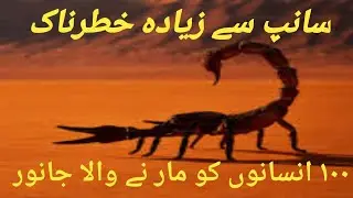 SCORPION POISON KILLED HUMANS | WORLD DANGEROUS SCORPION | SCORPION DOCUMENTARY | infopedia_jm