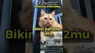 fau-chan Si Kucing Oyen Viral,Bikin Hari2mu Ceria. #fau-chan